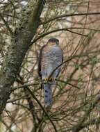 Image of Eurasian Sparrowhawk