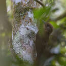 Image of Plain-winged Woodcreeper