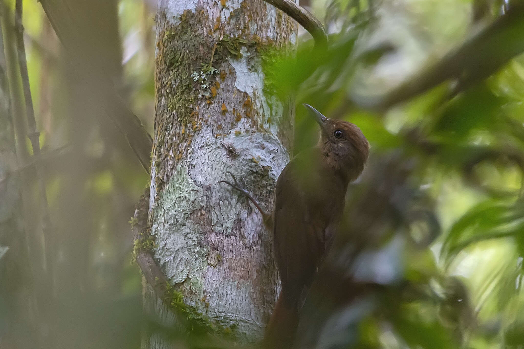 Image of Plain-winged Woodcreeper