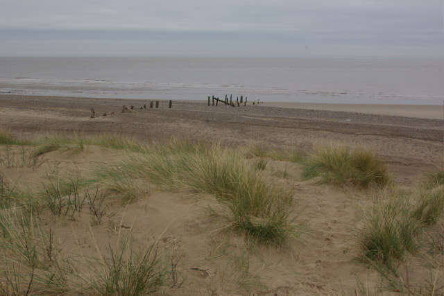 Image of European beachgrass