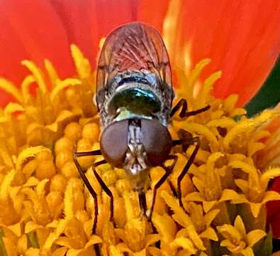 Image of Violet Bromeliad Fly