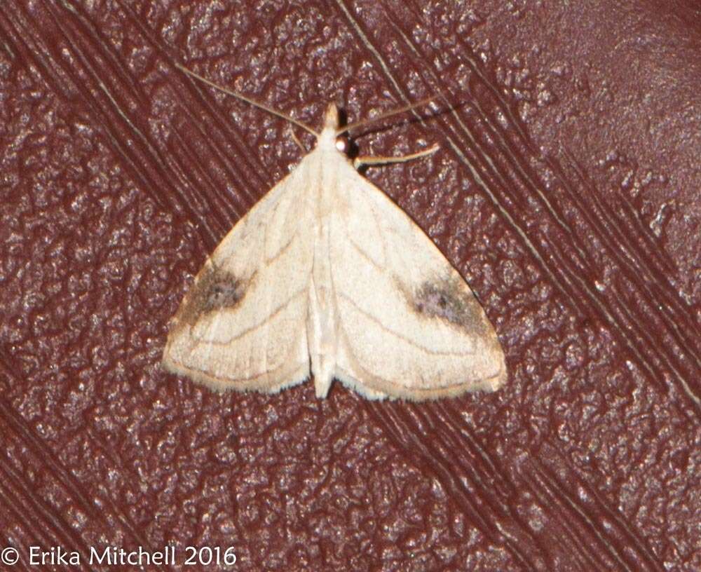 Image of Spotted Grass Moth