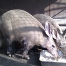 Image of aardvarks