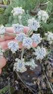 Image de Lomatium dasycarpum subsp. tomentosum (Benth.) Theob.