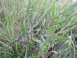 Imagem de Grindelia pulchella var. discoidea (Hook. & Arn.) A. Bartoli & R. D. Tortosa