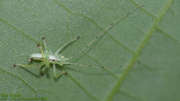 Image of Hexacentrus japonicus Karny 1907