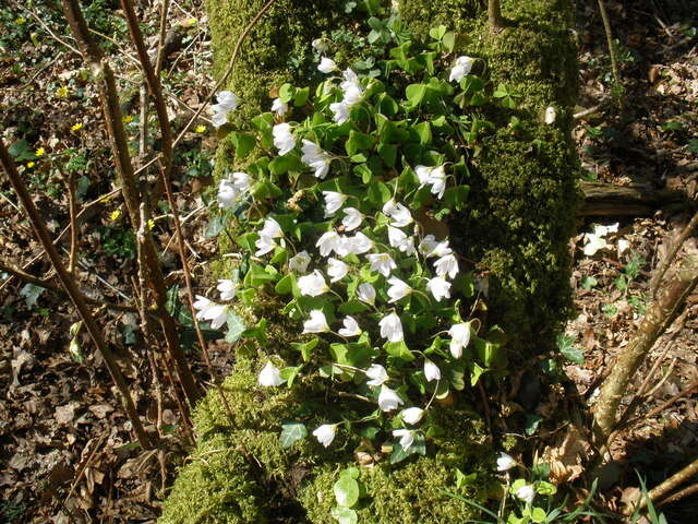 Imagem de Oxalis acetosella L.