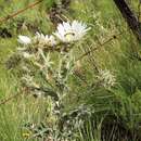 Berkheya cirsiifolia (DC.) Roessler resmi