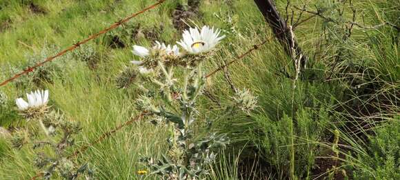 Image of Berkheya cirsiifolia (DC.) Roessler