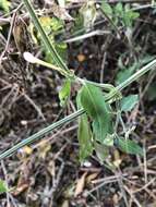 Image of Rhinacanthus latilabiatus (K. Balkwill) I. Darbysh.