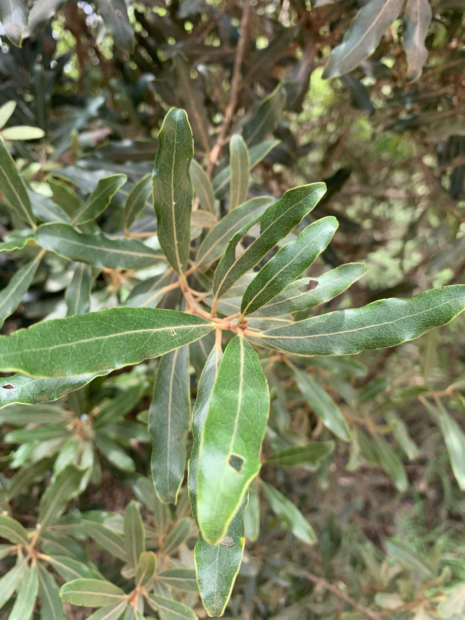 Sivun Euclea natalensis subsp. angustifolia F. White kuva