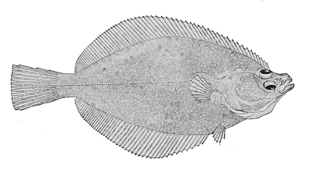 Sivun Limanda proboscidea Gilbert 1896 kuva