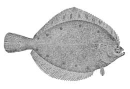 Sivun Pleuronectes quadrituberculatus Pallas 1814 kuva