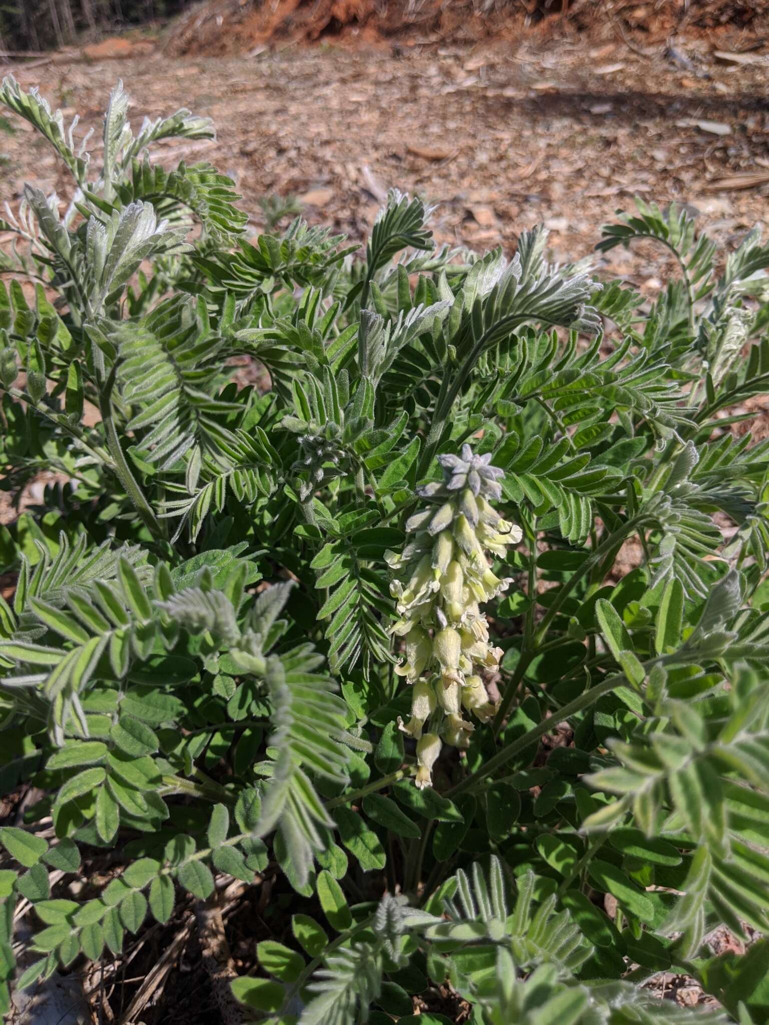 Слика од Sophora leachiana M. Peck