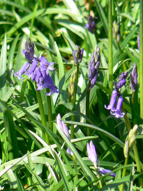 Image de jacinthe des bois