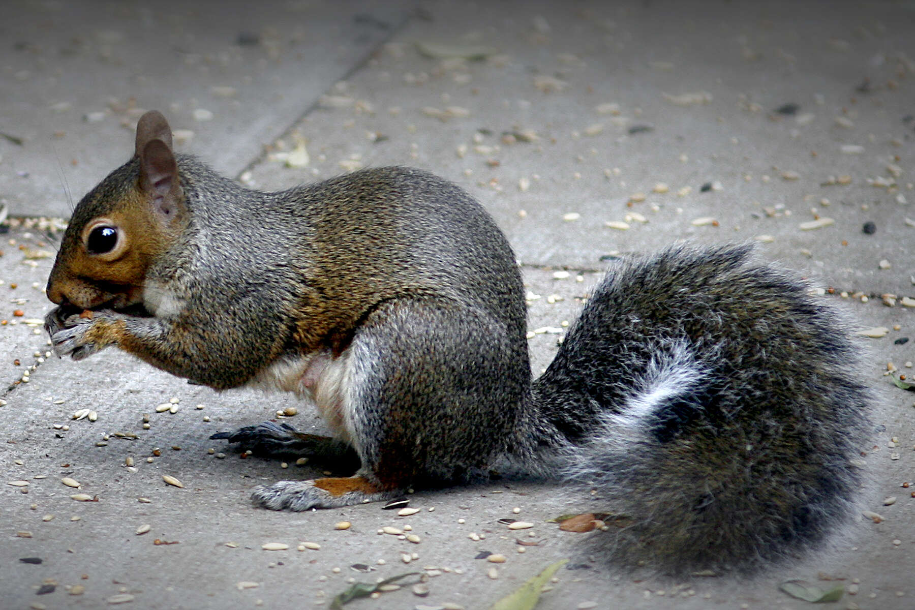 Image of Sciurus subgen. Sciurus Linnaeus 1758