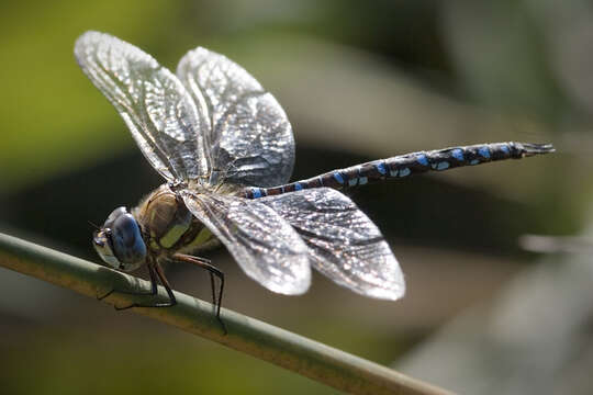 Image of Common Hawker