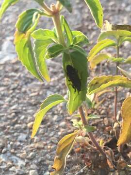 Image of Monarda punctata var. occidentalis (Epling) E. J. Palmer & Steyerm.