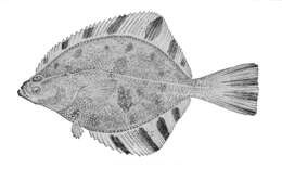 Image of Starry Flounder