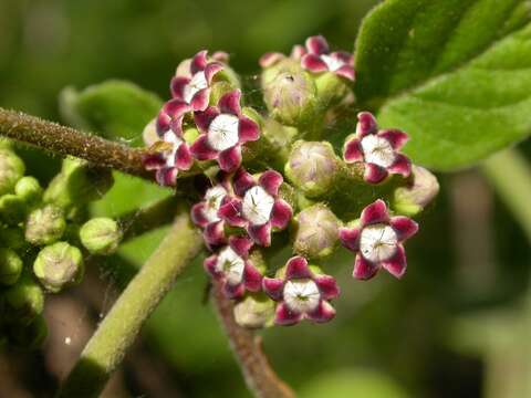 Слика од Marsdenia astephanoides (A. Gray) R. E. Woodson