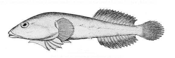 Image of northern clingfish
