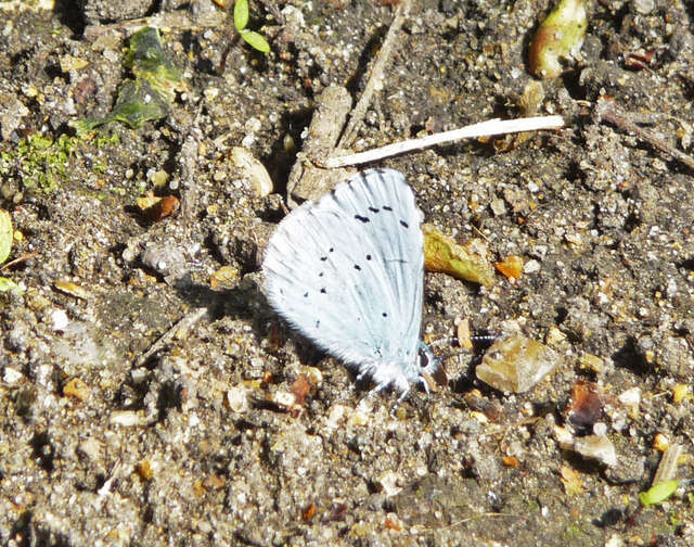 Image of holly blue