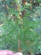 Image of Hinoki Cypress