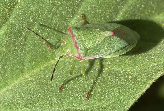 Image of Red-shouldered Stink Bug