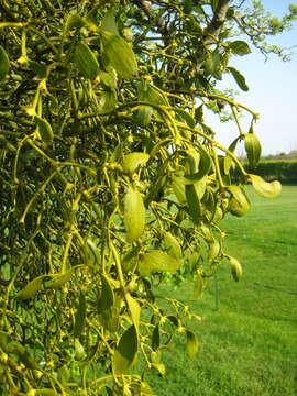 Image of European mistletoe