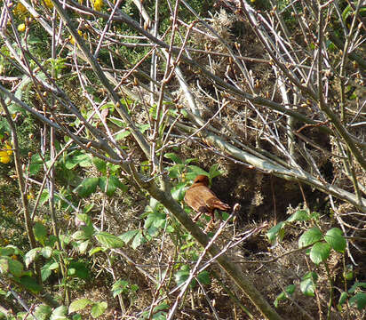 Image of nightingale, common nightingale