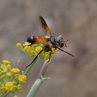 Image de Cylindromyia rufifrons (Loew 1844)