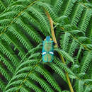 Image of Megaloxantha bicolor (Fabricius 1775)