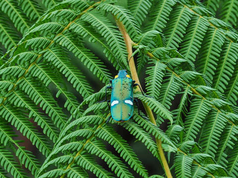 Image of Megaloxantha bicolor (Fabricius 1775)