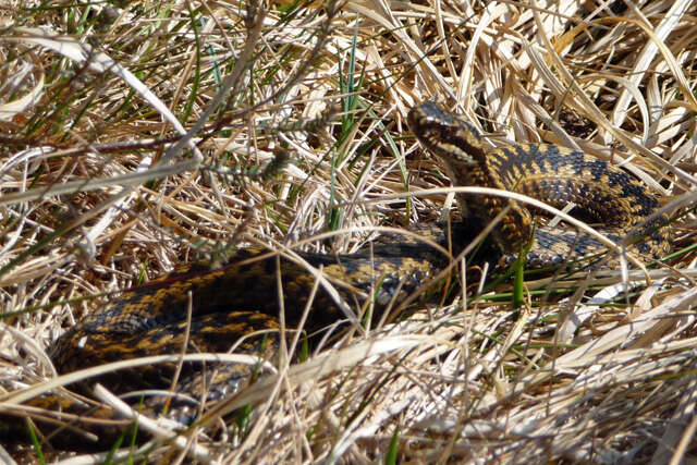 Image of Adder