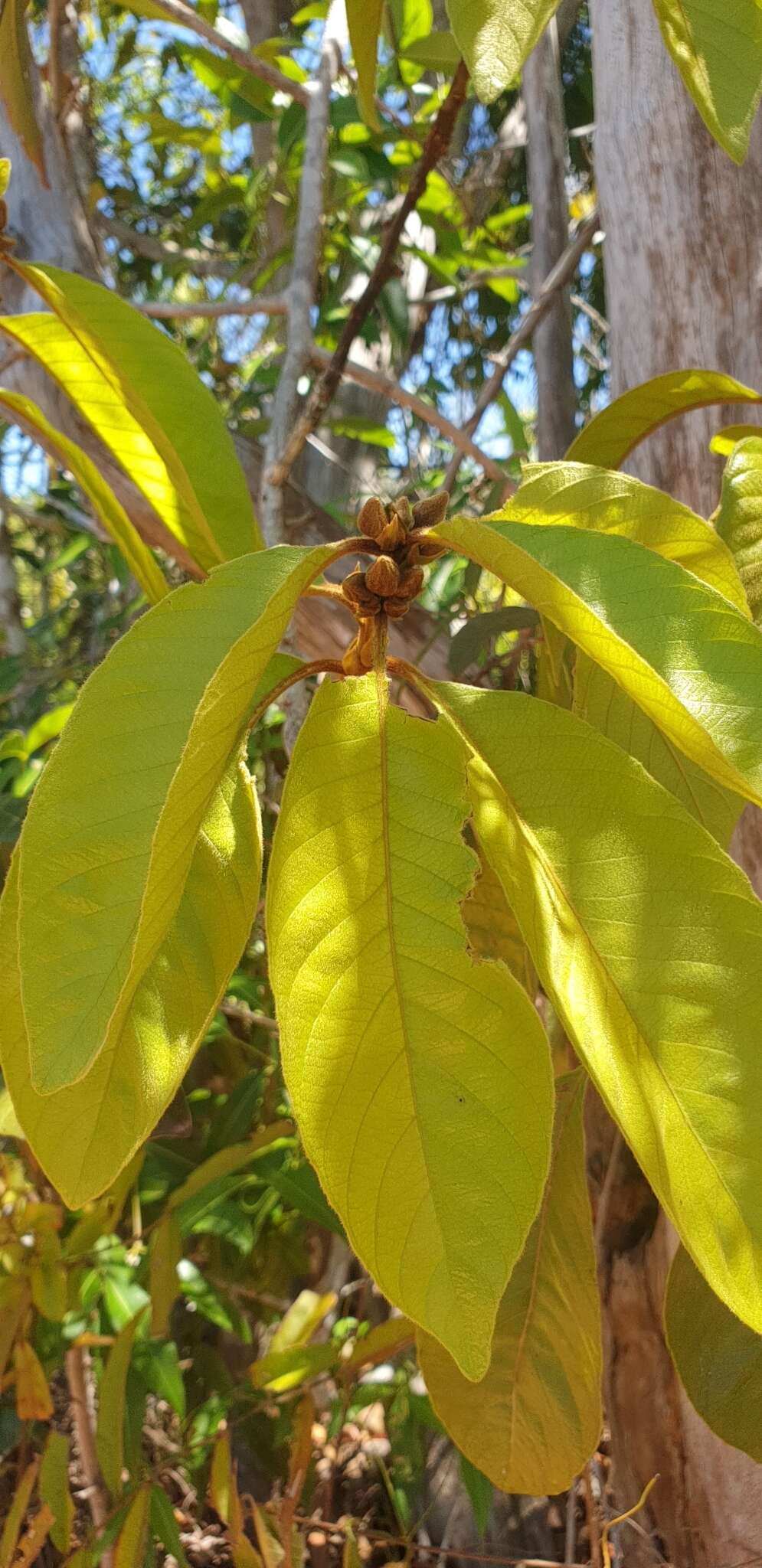 Image of Hugonia brewerioides Baker