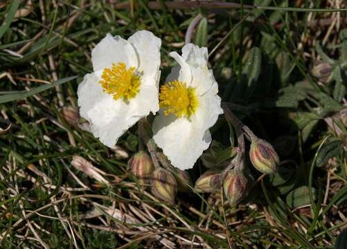 Image of White Rock-rose