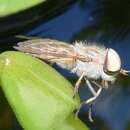 Image of Striped Horse Fly