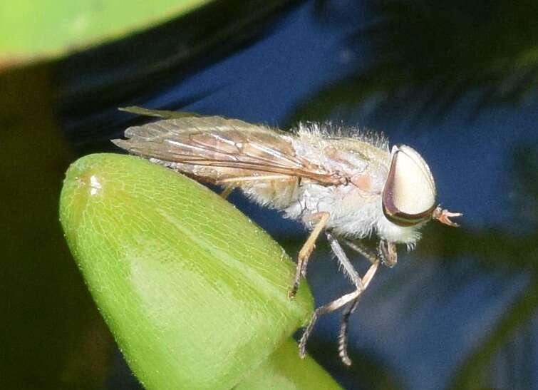 Image of Striped Horse Fly
