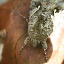Image of Alfalfa Looper Moth