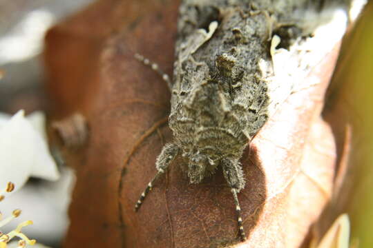 Image de Autographa californica Speyer 1875