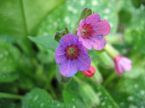 Image of Lungwort