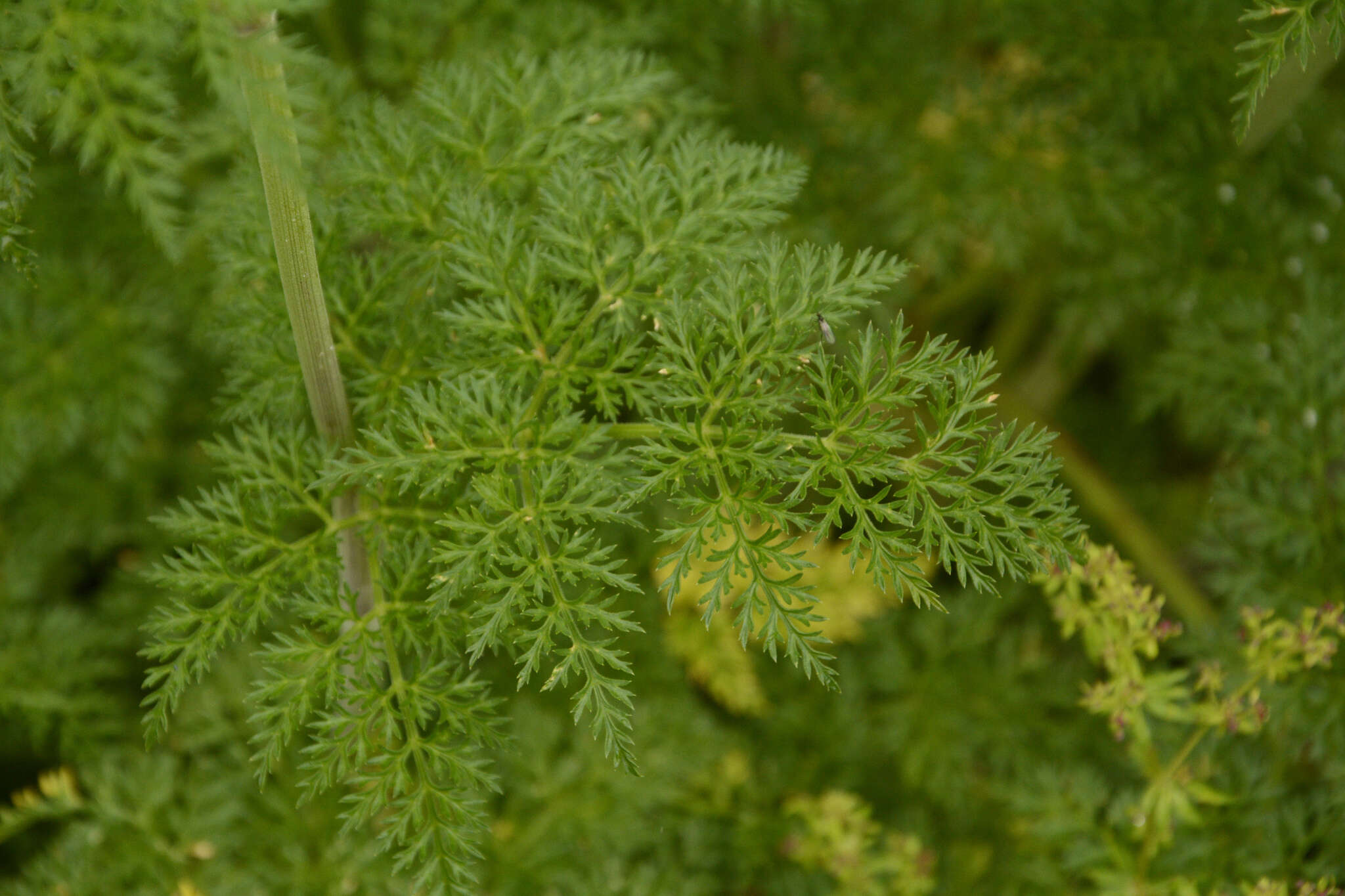 Слика од Ligusticopsis