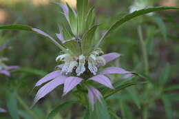 Image of Monarda punctata var. intermedia (E. M. McClint. & Epling) Waterf.