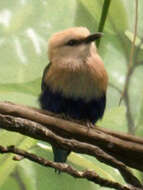 Image of Blue-bellied Roller