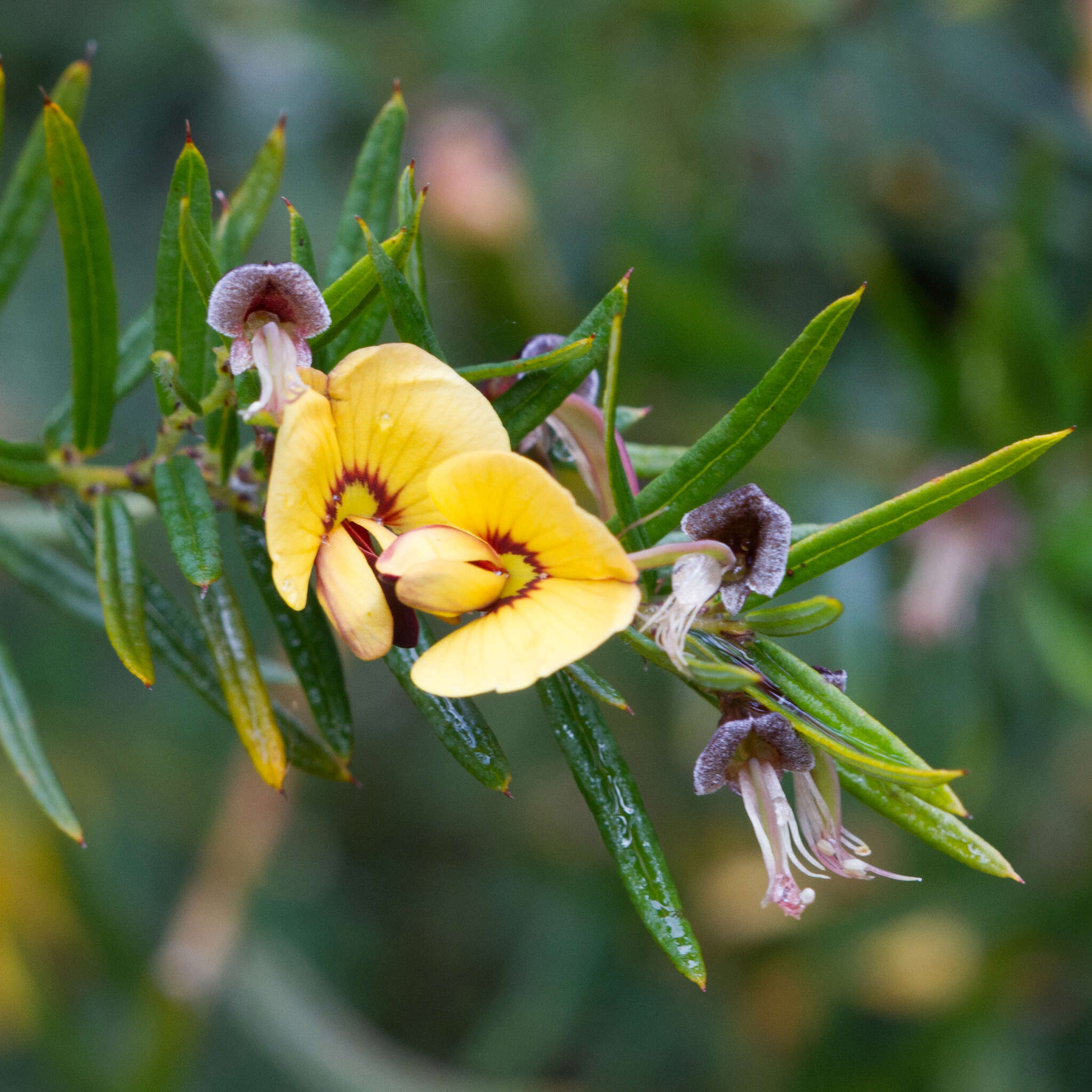 Plancia ëd Bossiaea rosmarinifolia Lindl.