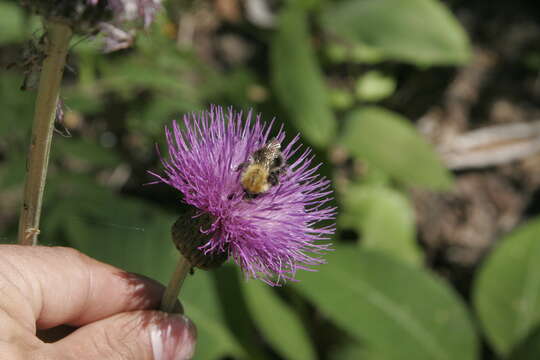 Imagem de Cirsium heterophyllum (L.) Hill