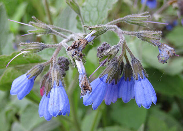 Слика од Symphytum caucasicum M. Bieb.