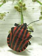 Image of <i>Graphosoma italicum</i>