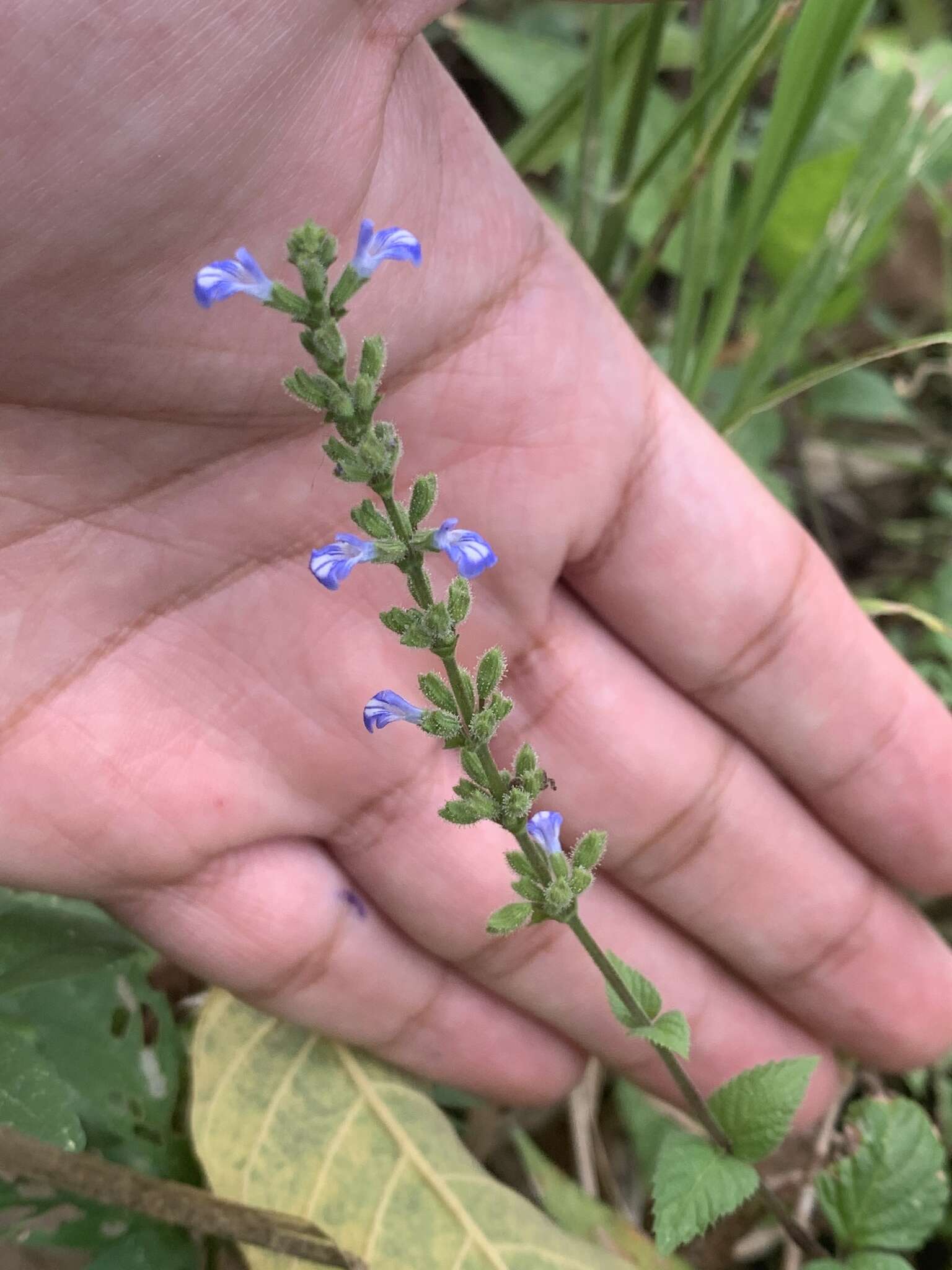 Image of West Indian sage