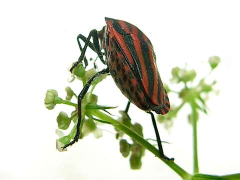 Image of <i>Graphosoma italicum</i>